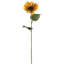 Kanode Sunflower Stem-27426404