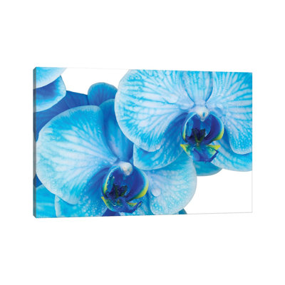 Blue Orchid IV by Glauco Meneghelli - Print on Canvas