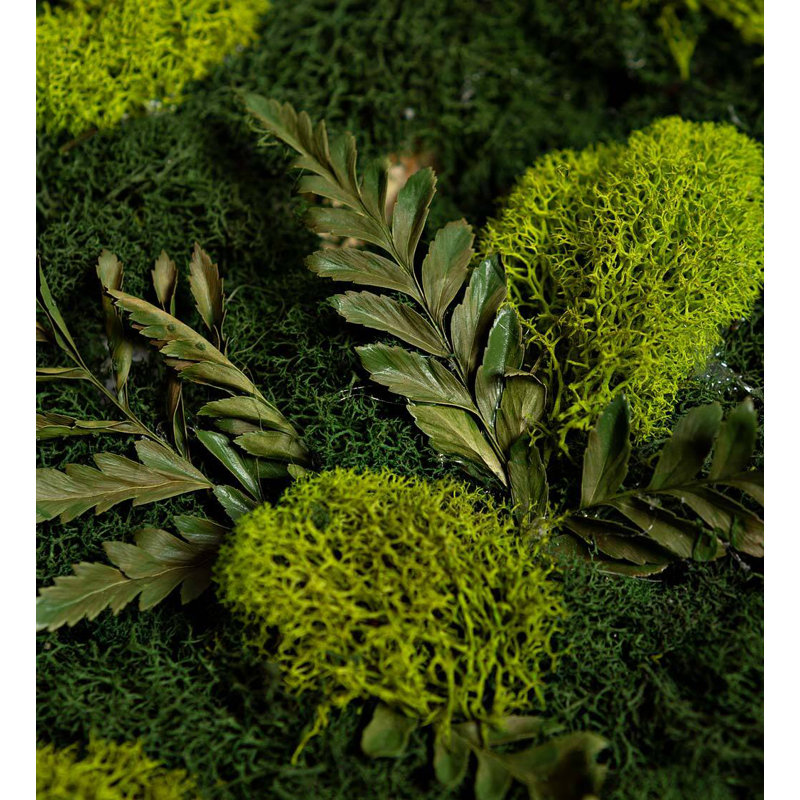 Moss Plant in Wood Freestanding