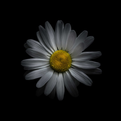 " White Daisy V "