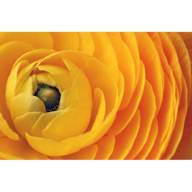 Nibley Yellow - Wrapped Canvas Print, 20cm H x 30cm W x 3.8cm D