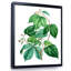 «Leaves Plants III», reproduction sur toile à cadre flottant-59638242-59638245