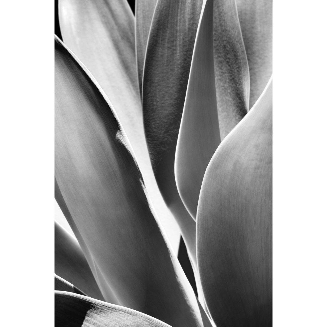 Agave Sukkulente Pflanze Blätter von ChuckSchuggraphy - Leinwandbild