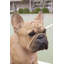 Statue de bouledogue français accroupi
