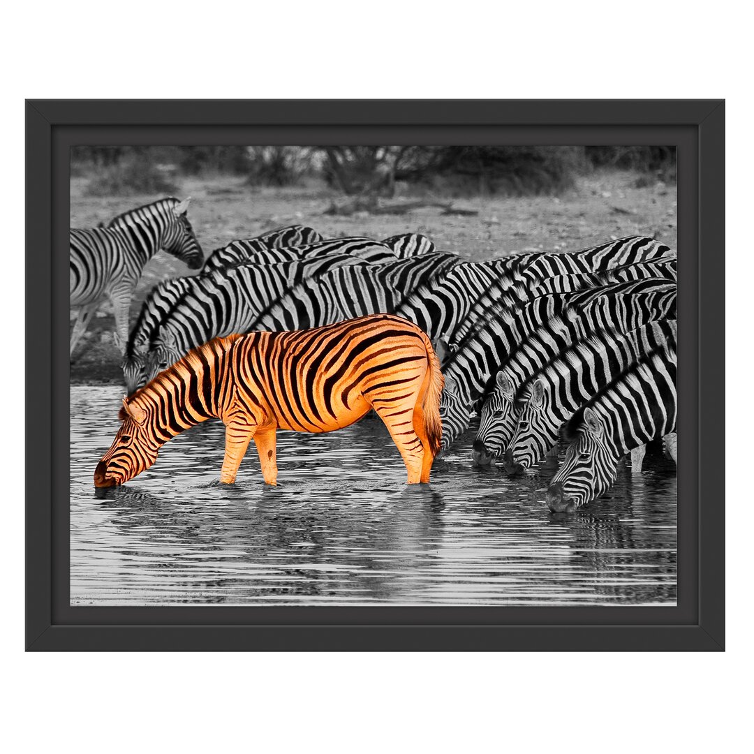 Gerahmtes Wandbild Zebras an der Wasserstelle