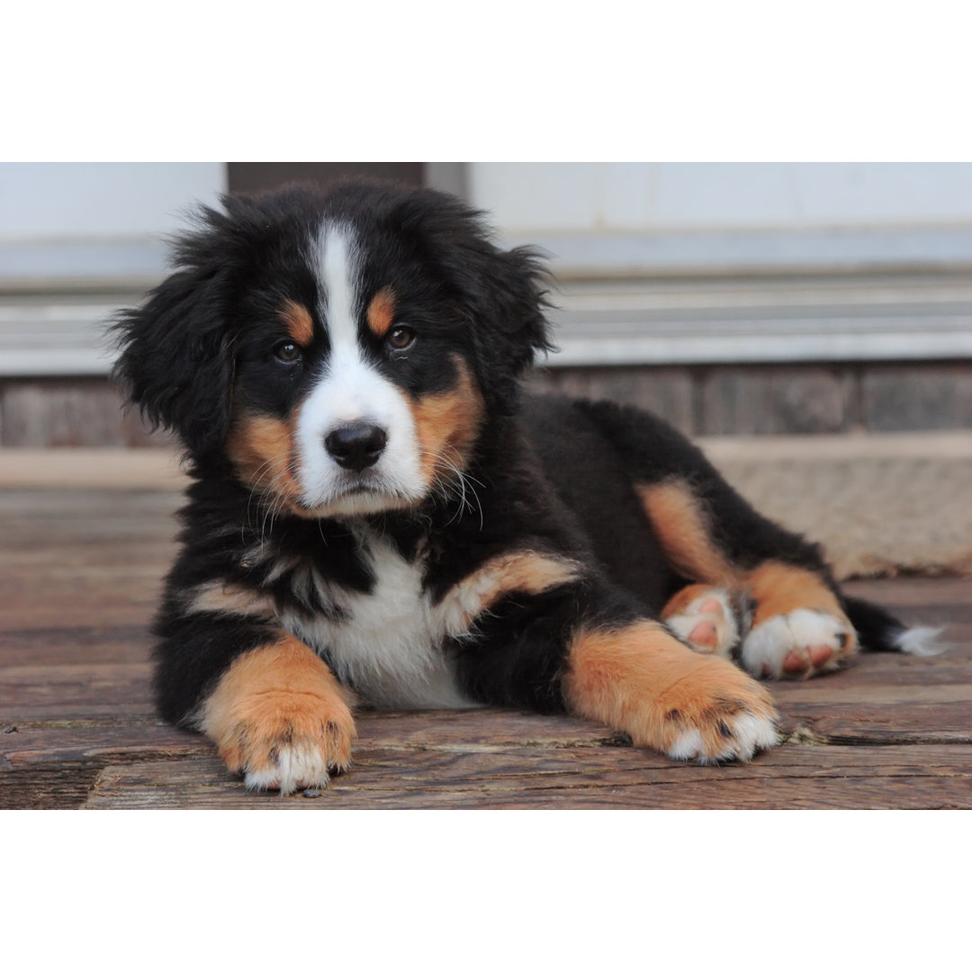 Puppy Lying On Deck von HuntImages - Kunstdrucke auf Leinwand ohne Rahmen