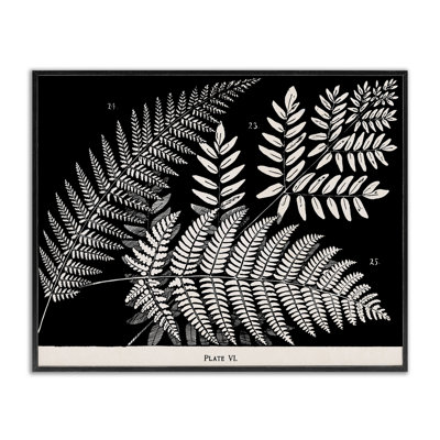 Fern Varieties on Black Framed Giclee, design by Phillipa Katz