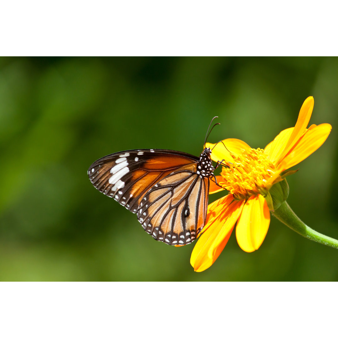 Schmetterling - Leinwandbild