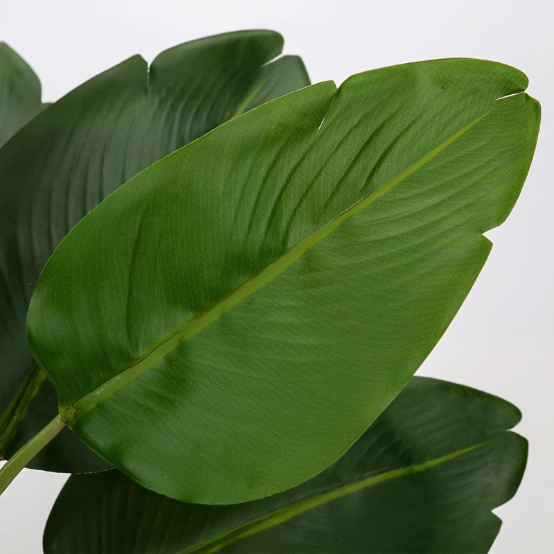 Plante de 4,7 po