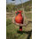 Hanging Cardinal on a Branch