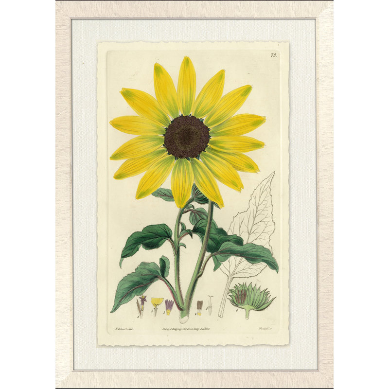 Sunflower II Painting