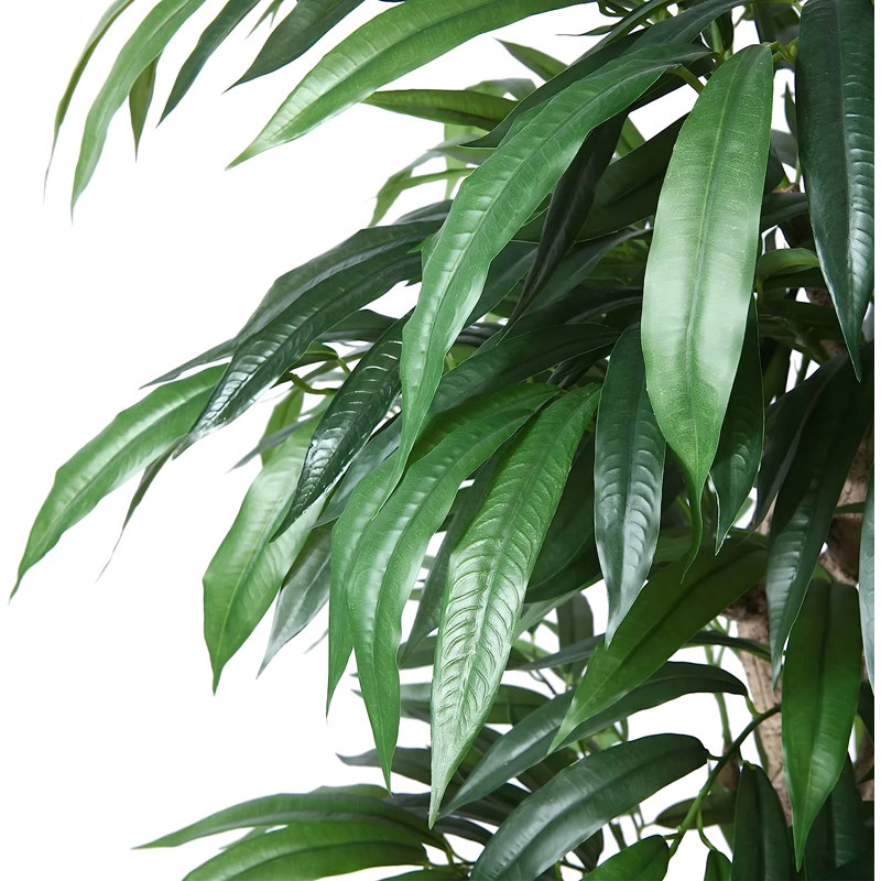 6,5 plantes
