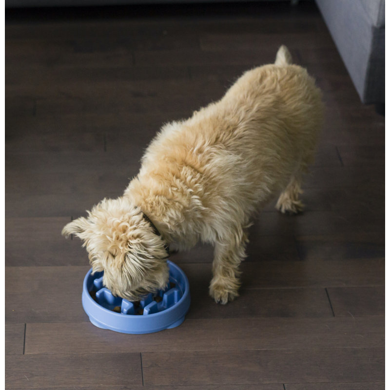 Blue Non-Slip Medium Slow Feeder Dog Bowl