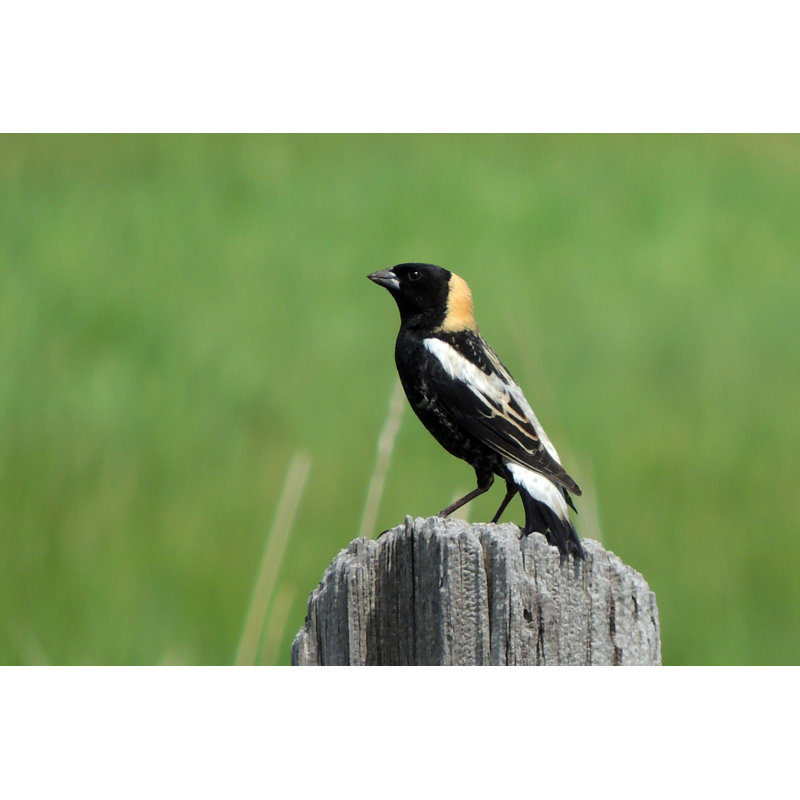 " Bobolink ", 8" H x 12" W  