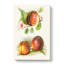Vintage Illustrations of Peaches - Wrapped Canvas-55303948