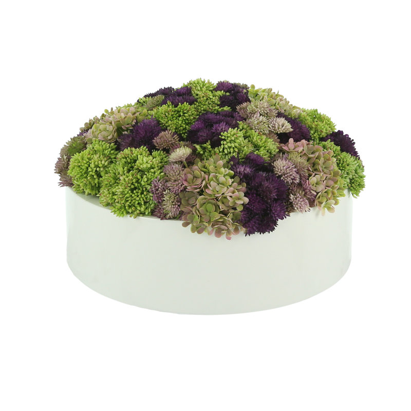 Sedum multicolore dans un pot à fleurs, H 6 po x l 12 po x P 12 po, Rond