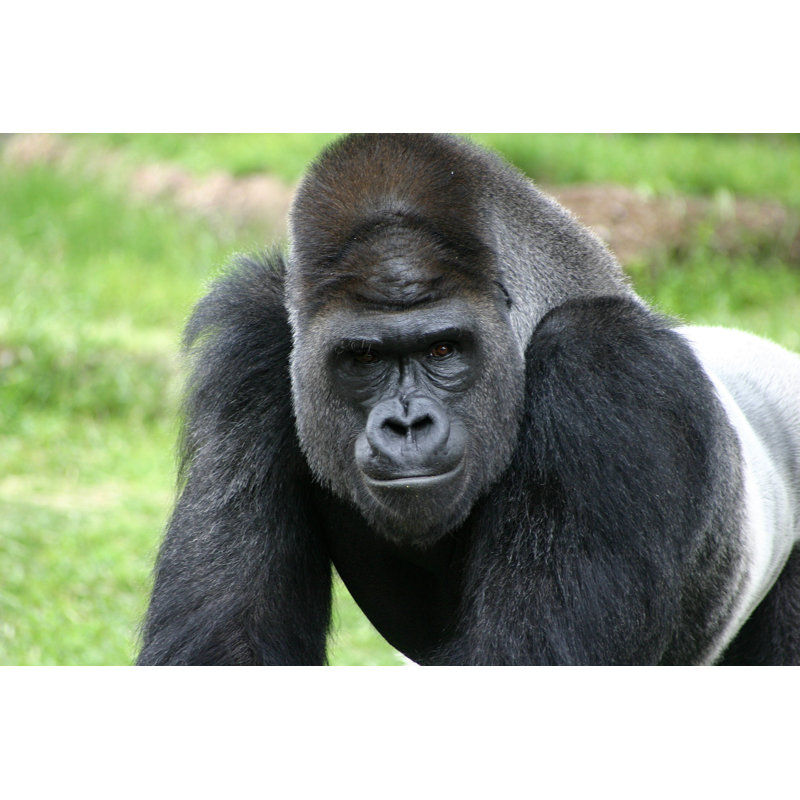 Intimidating Stare From Silver Back Gorilla - Wrapped Canvas Print, 61cm H x 91cm W x 3.8cm D