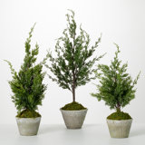 Simms 32'' Faux Cedar Tree in Cement Pot