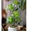 Plante pilea artificielle 26,4 po en pot