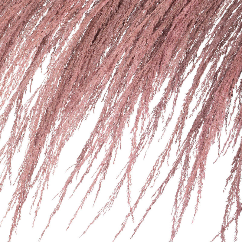 Lei palmier 60-72 po Uva, Vieux rose
