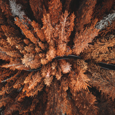 Autumn Forest 1 Piece Wall Art on Canvas