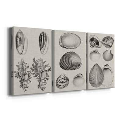 Charcoal & Linen Shells VII  -Custom Wrapped Gallery Canvas - 3 Pieces