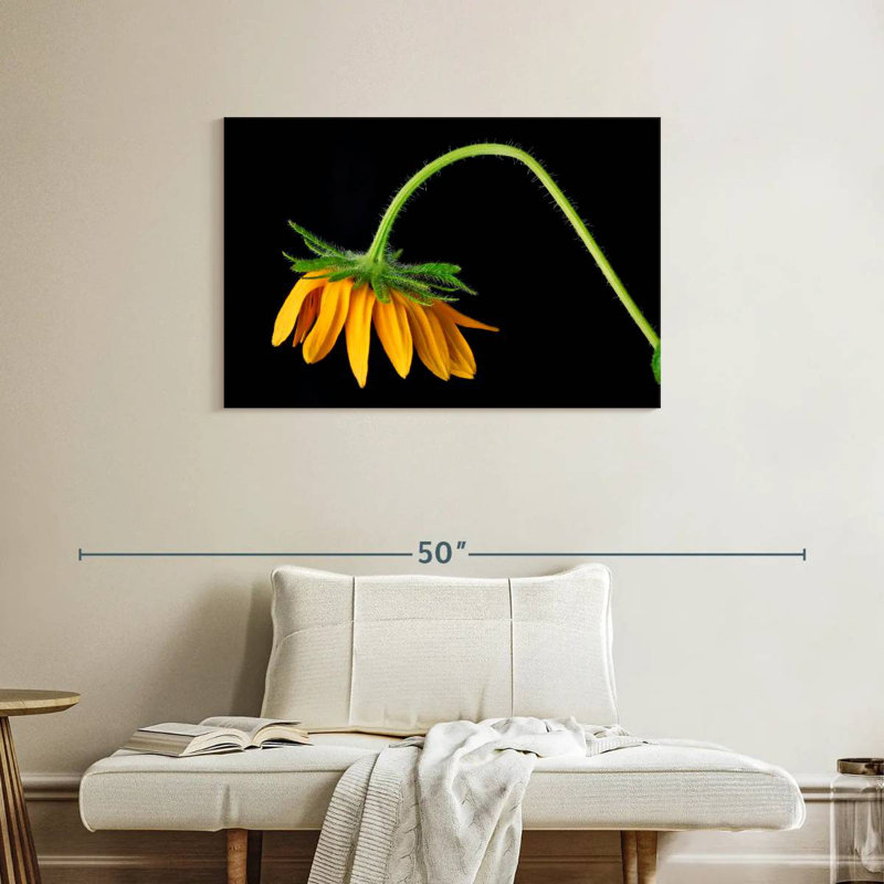 Tournesol Harnek