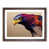 Walnut Frame selected