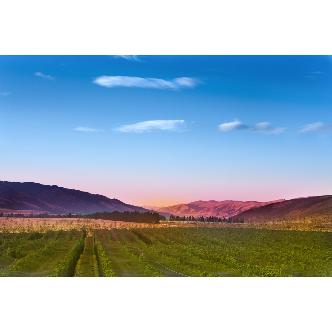 Weinberg bei Sonnenaufgang von LockieCurrie - Kunstdrucke auf Leinwand