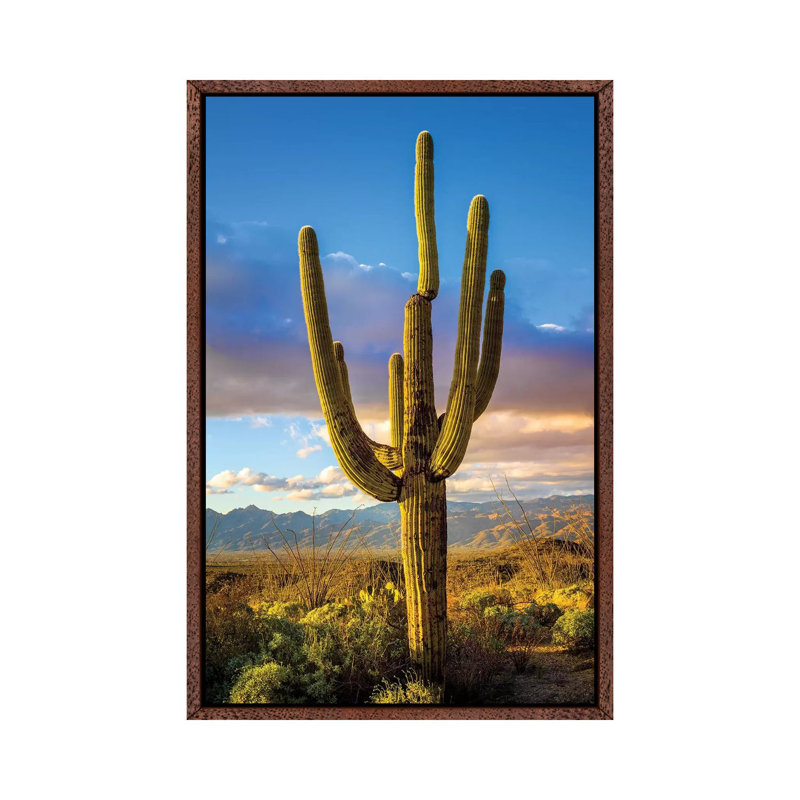 Sunset Saguaro National Park East III by Susanne Kremer - Gallery-Wrapped Canvas Giclée on Canvas, 66.04 cm H x 45.72 cm W