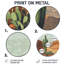 Cactus et le canyon en Arizona II - Cactus rond, impression murale-391285250