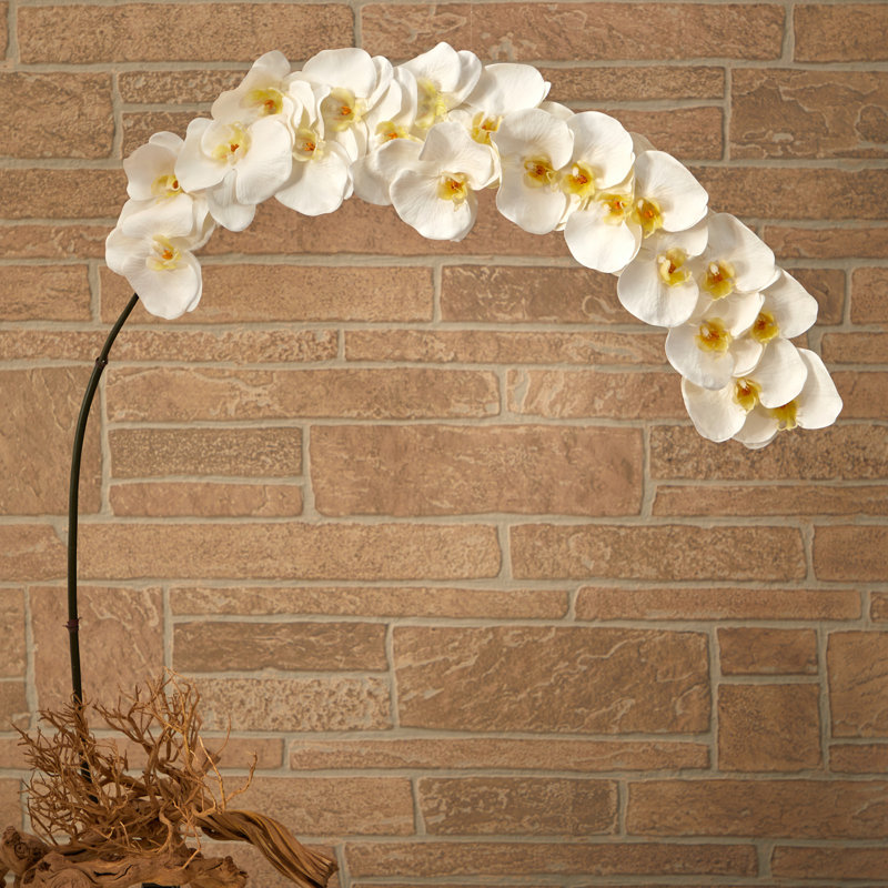 Orchid Arrangement