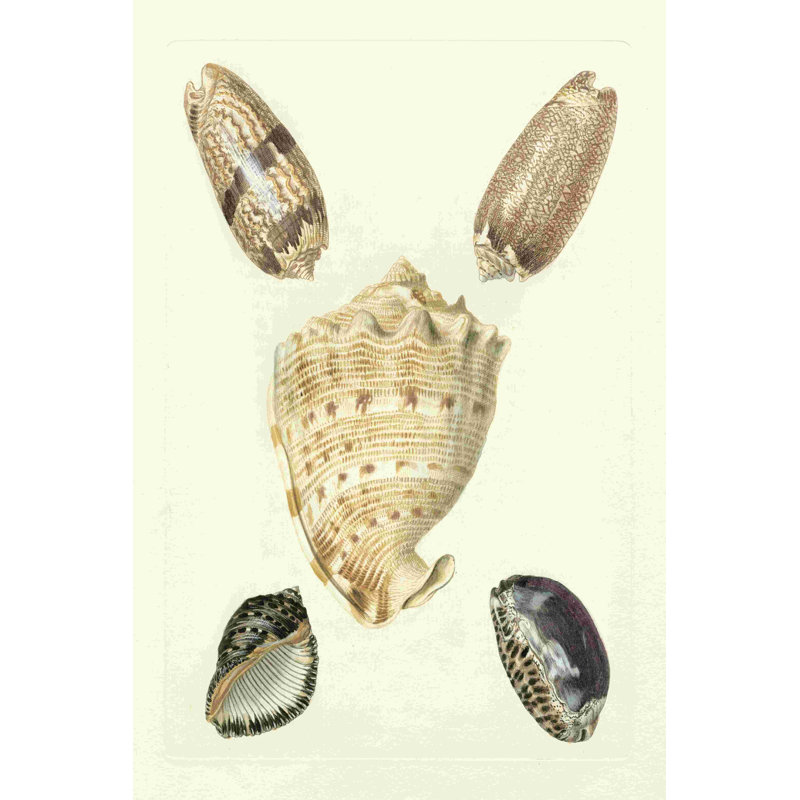 " Knorr Shells IV " by Knorr, 18" H x 12" W x 1.25" D