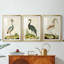 Heron Portrait I - Impression personnalisée de qualité supérieure avec passe-partout - 3 pièces-490649563-490649564