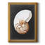 Graphic Nautilus " Graphic Nautilus "-953275478