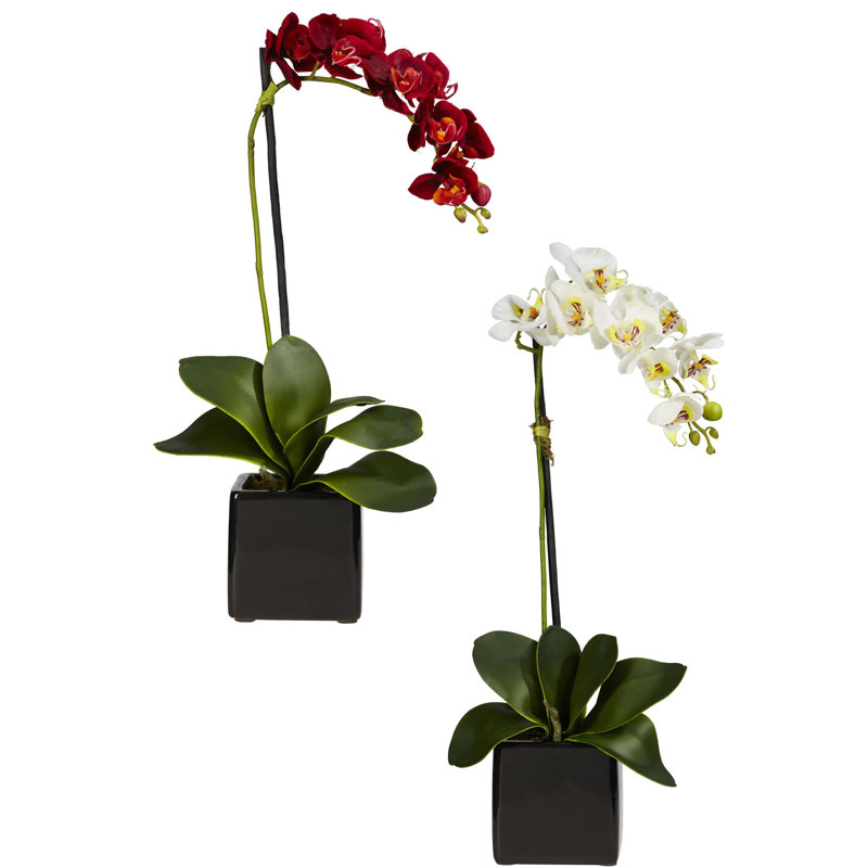 Orchid Arrangement in Vase