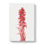 Snow Plant by Mary Vaux Walcott - Wrapped Canvas-61847244