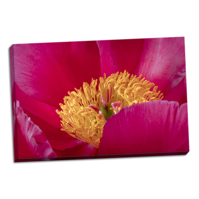 « pivoine fleur i », reproduction de photo, H 24 po x l 36 po x P 0,75 po, Toile tendue