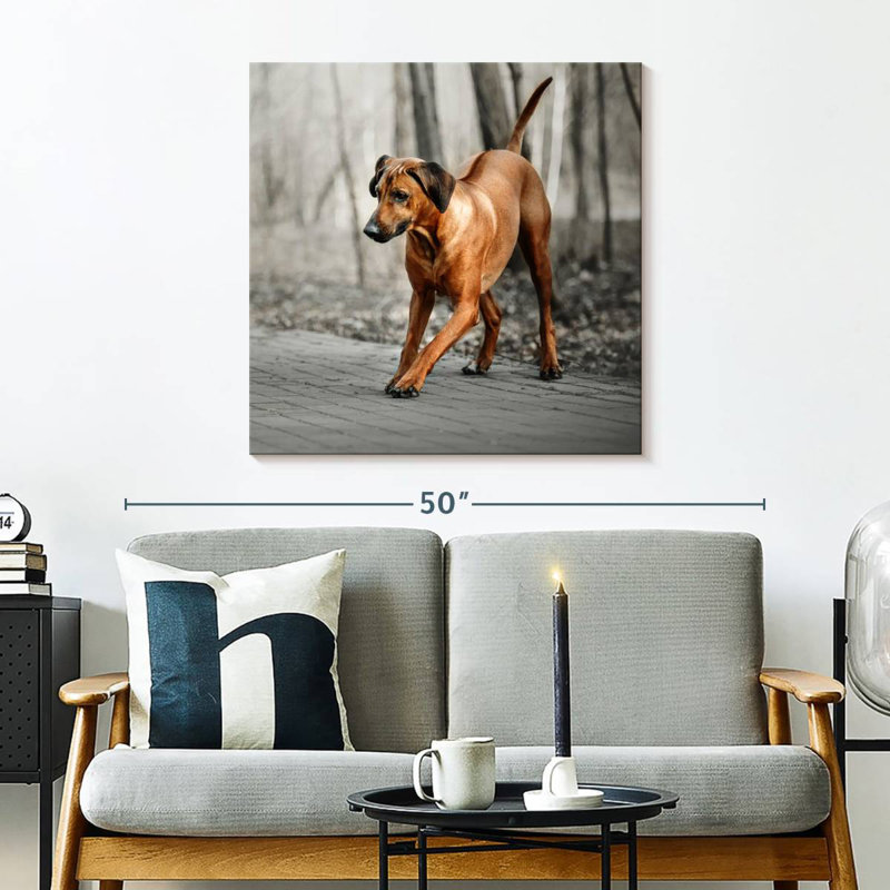 Brampt Rhodesian Ridgeback Puppy, 30" H x 30" W