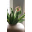 Perroquet citron tulipe Real Touch 27 po-287527661