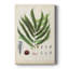 Collectionner Ferns III - galerie sur mesure-117861489