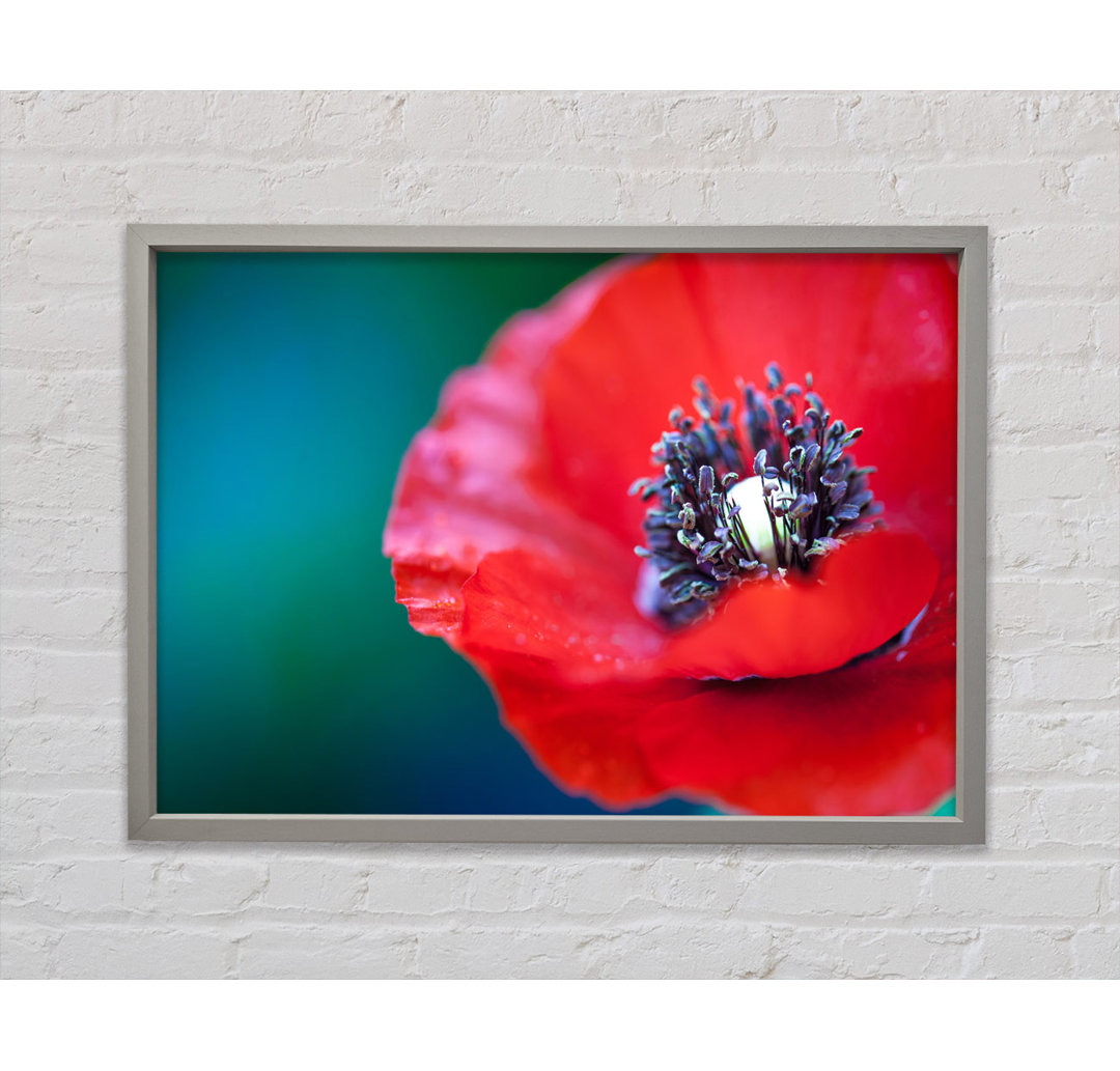 Close Look Inside A Poppy - Single Picture Frame Kunstdrucke auf Leinwand