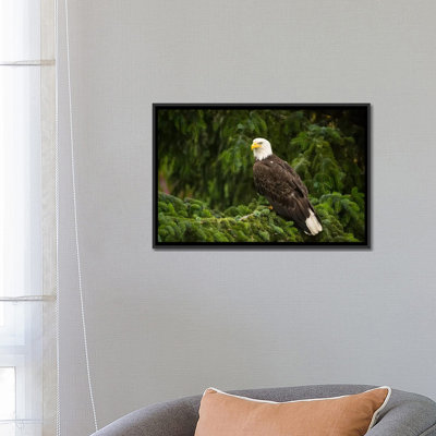 «Bald Eagle, Alaska» par Flip Nicklin - reproduction d'art sur toile tendue