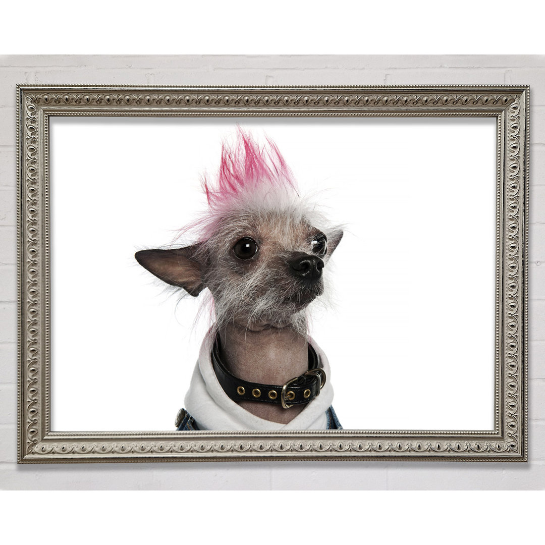 Gerahmtes Leinwandbild Chinese Crested Punk Dog