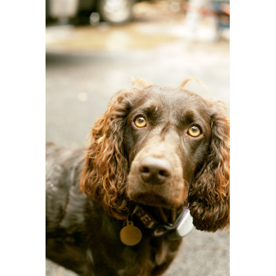 «The Boykin Spaniel» par Chrisluker - Photographie sur toile tendue