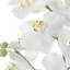 Laris Orchid Drop-In
