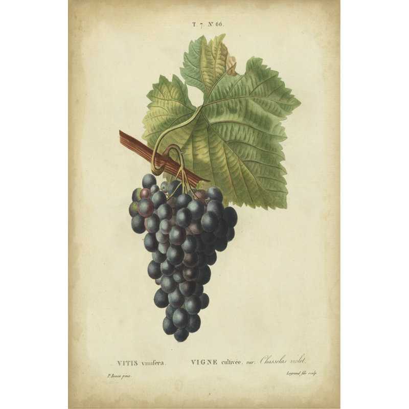 Antique Bessa Grapes I, peinture sur toile, H 12 po x l 8 po