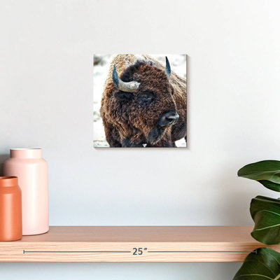 Brampt In The Presence Of Bison