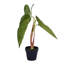 17'' Faux Plant in Pot
