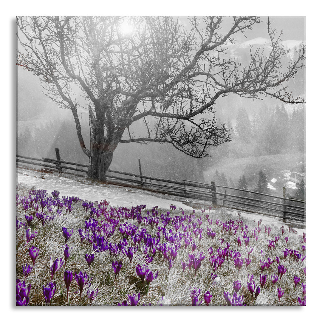 Glasbild Krokuswiese in den Bergen